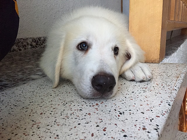 Adopció Puck
