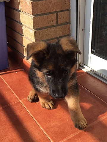 El dia que vam comprar el gos