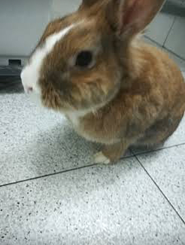 Em regalen la meva primera mascota