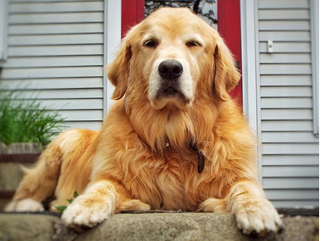 Arribada de las meves segones mascotes (gossos)
