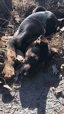 Adopto el meu nou gosset