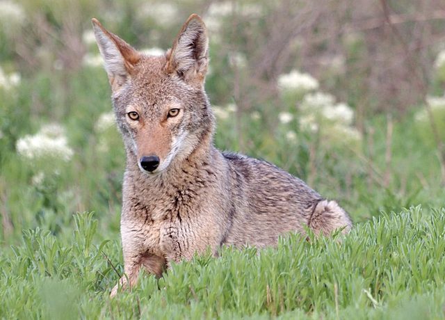 Summary; How does it Relate to Coyotes.