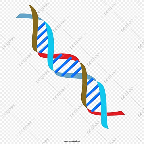 La doble hélice del ADN