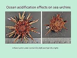 Ocean Acidification and how it affects the sea life