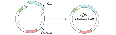 Se construye la primer a molécula de ADN recombinante