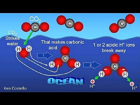 Dissolved Carbon Dioxide & decreased pH of the Ocean Causing Acidification