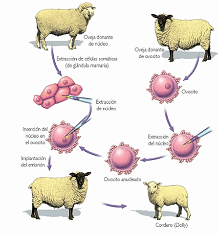 Primer mamífero creado a partir de la clonación de una célula adulta-Oveja Dolly