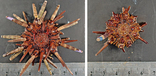 Ocean Acidificiation Damage