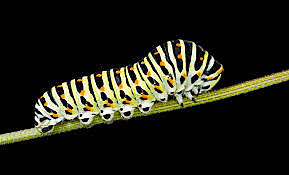 Caterpillar