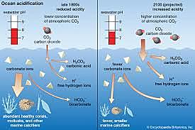 Carbon Dioxide decreases the pH level in the Ocean