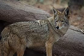 Wrapping it up: relevance to coyotes in the city