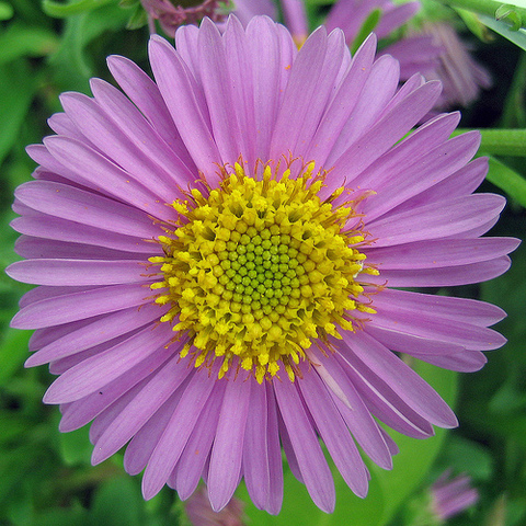 Returned to Pisa from Bugia