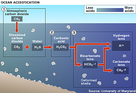 Dissolved Carbon Dioxide