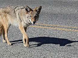 Coyotes?