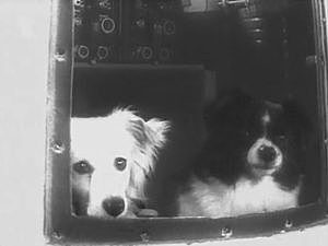 Dogs in space