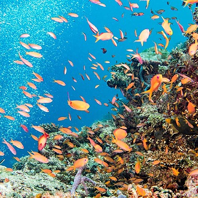 Timeline: Ocean Acidification Timeline