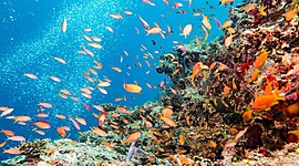 Timeline: Ocean Acidification Timeline