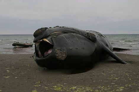 MUERTE DE BALLENAS