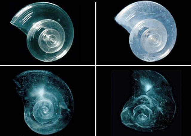 The Excess Amounts of Carbon Dioxide Effect the pH of the Ocean