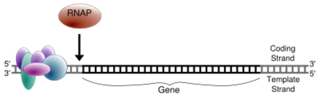 (1970s) - Cech's Discovery