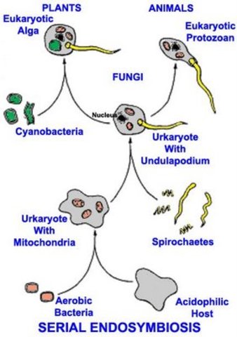 (1966) - Lynn's Experiment