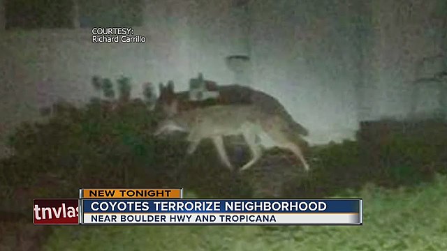 coyotes in the city