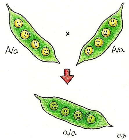 La Teoría de los Guisantes