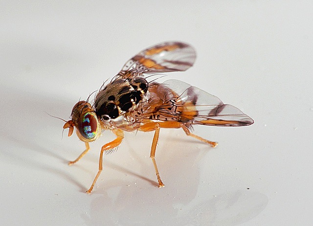 El Experimento con Moscas de la Fruta