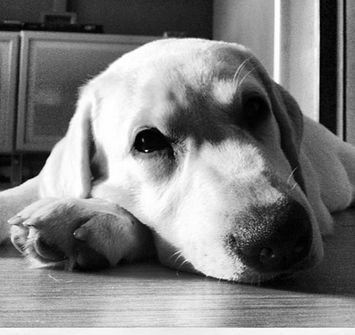 Benvinguda a la familia Neu!