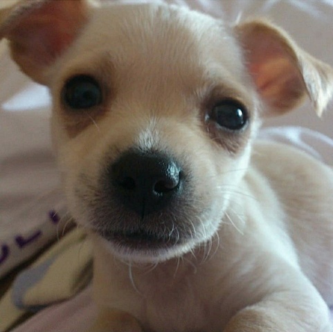 Benvingut a la familia Kittos!