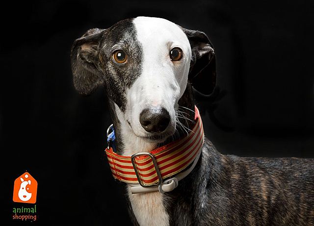 Vem adoptar al meu gos