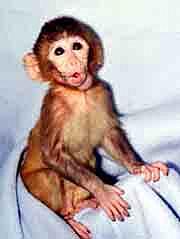 ANDI, EL PRIMER PRIMATE MODIFICADO GENÉTICAMENTE