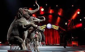 Se prohíbe el uso de elefantes, y en el caso de Canadá, Suecia, Dinamarca y Bolivia se prohíbe cualquier uso de animales