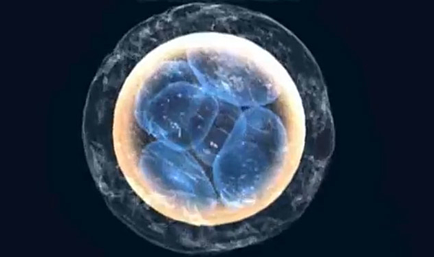 Los nacimientos in vitro