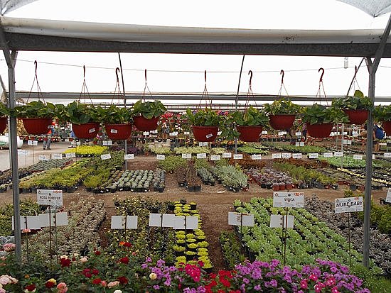 fui a varios viveros