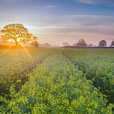 Timeline: Timeline project