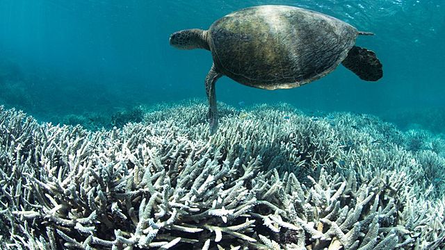 After effects of acidification