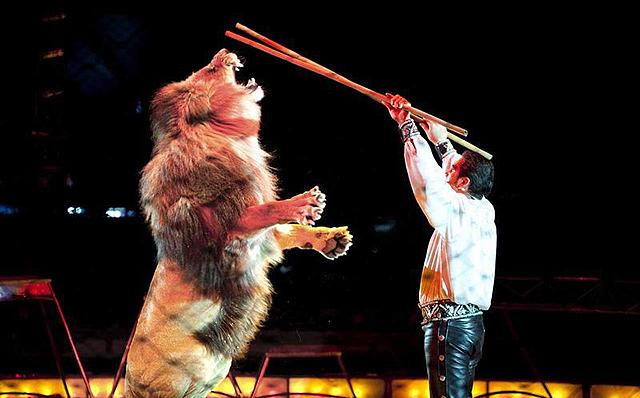 Circus krone, Alemania