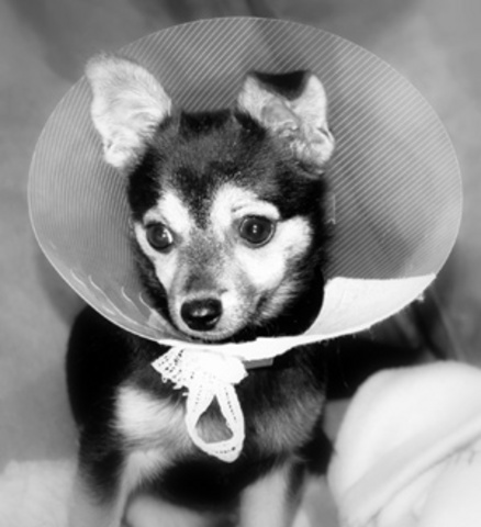 Vet internship - Working class