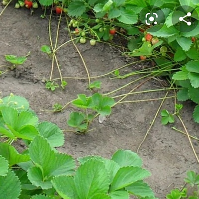 Timeline: Propagacion de fresas, sucesos cronológicos