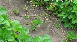 Timeline: Propagacion de fresas, sucesos cronológicos