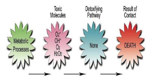 Oxygen and Organisms