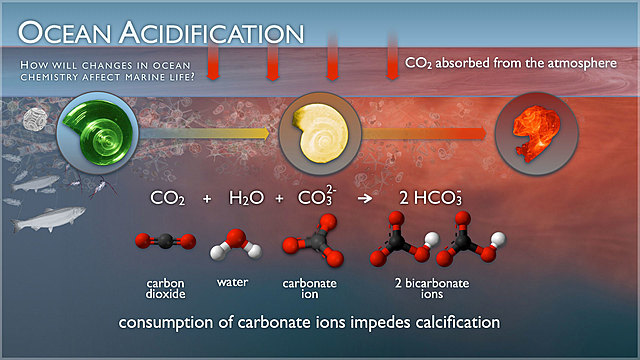 CO2 Levels Began to Affect the Ocean's pH Greatly