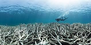 Coral Reef Destruction