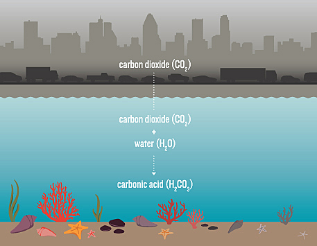 Dissolved Carbon Dioxide decreased pH of the ocean causing acidification