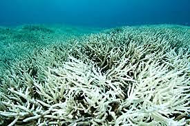 Abiotic Factors of an Ecosystem