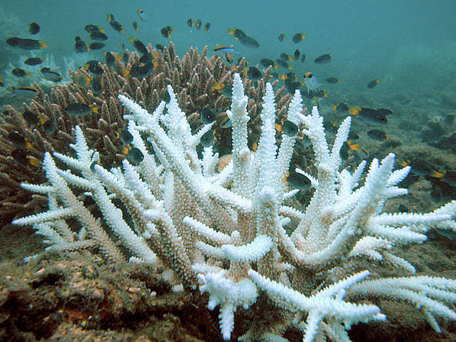Ocean acidification damaged corals and other calcifiers weakening their shells, preventing their growth, and causing them to die.