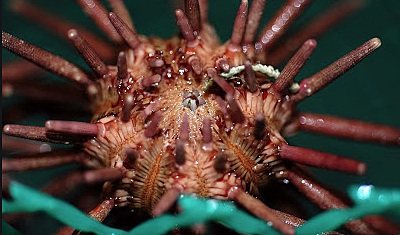 CO2 In the Ocean Causes Carbonic Acid