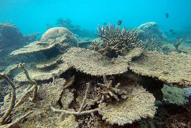 Ocean acidification damaged corals and other calcifiers weakening their shells, preventing their growth, and causing them to die.