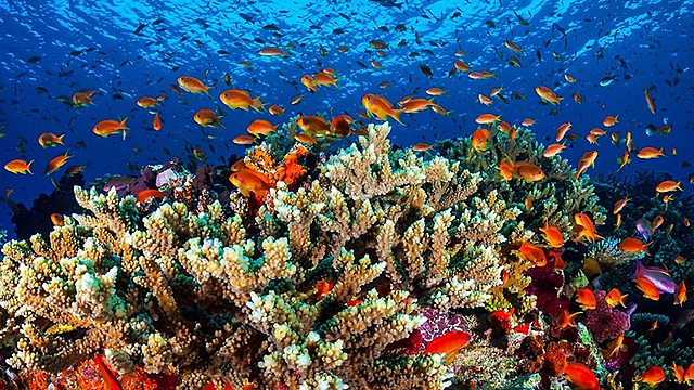 ocean acidification damages coral and other calcifies